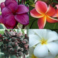 Plumeria rubra mixed colours