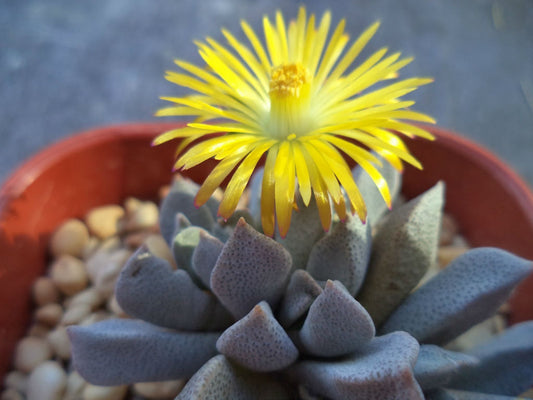 Aloinopsis orpenii