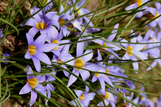 Romulea Tabularis