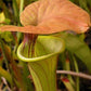 Sarracenia flava var. Cuprea pitcher