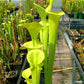 Sarracenia flava var maxima yellow pitcher