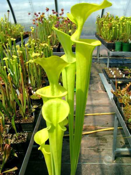 Sarracenia flava var maxima yellow pitcher