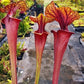 Sarracenia flava var rubricorpora Ornata pitcher
