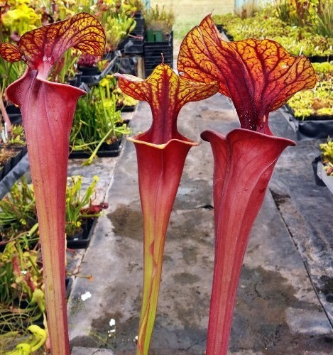 Sarracenia flava var rubricorpora Ornata pitcher