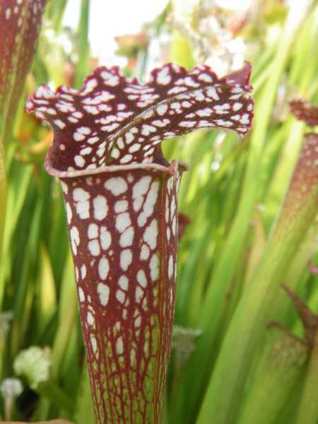 Sarracenia leucophylla fat pitchers