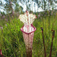 Sarracenia leucophylla red mouth fat pitcher