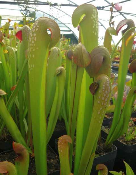 Sarracenia minor var okefenokeensis giant north georgia pitcher seeds
