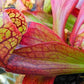 Sarracenia psittacina Apalachicola parrot pitcher