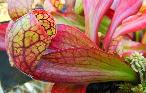 Sarracenia psittacina Apalachicola parrot pitcher