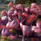 Sarracenia psittacina Gulf Giant Parrot pitcher, very large traps.