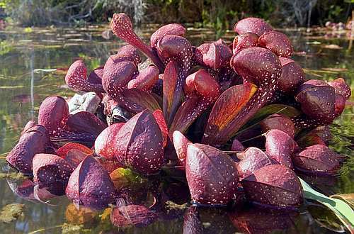 Sarracenia psittacina Gulf Giant Parrot pitcher, very large traps.
