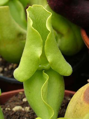 Sarracenia purpurea ssp. venosa pallidiflora purple