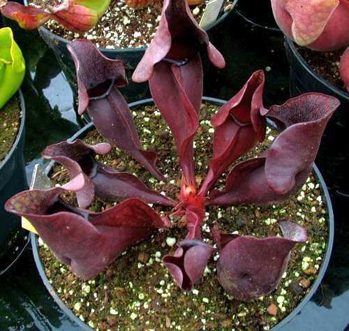 Sarracenia purpurea var purpurea red pitcher