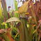 Sarracenia rubra ssp. rubra long lidded form pitcher