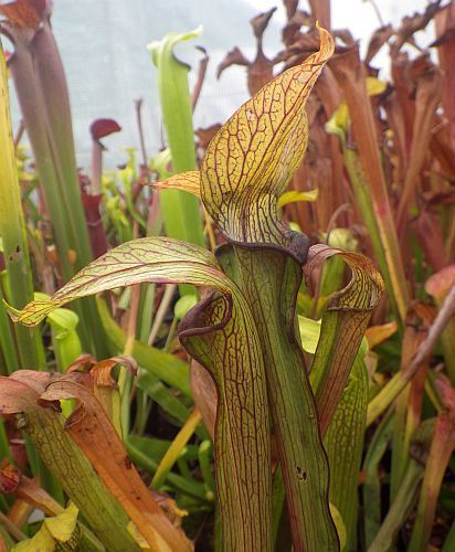 Sarracenia rubra ssp. rubra long lidded form pitcher