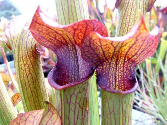 Sarracenia rubra ssp gulfensis