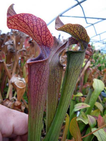 Sarracenia rubra ssp gulfensis giant