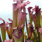 Sarracenia x excellens pink big form pitcher cultivar