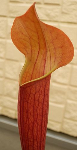 Sarracenia x moorei all red pitcher