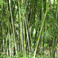 Schizostachyum funghomii-Bamboo