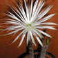 Setiechnopsis mirabilis Cactus