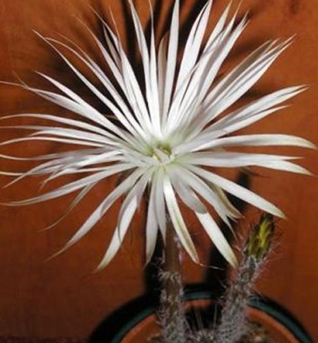 Setiechnopsis mirabilis Cactus