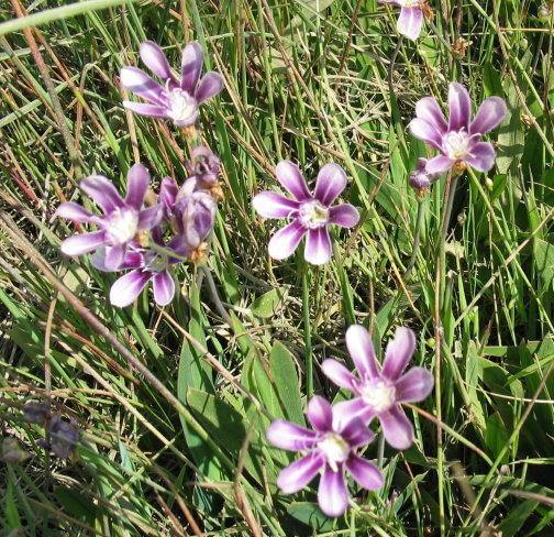 Sparaxis grandiflora ssp voilaceae
