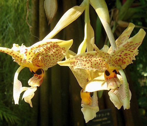 Stanhopea graveolens orchid