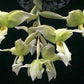 Stanhopea inodora green orchid