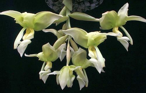 Stanhopea inodora green orchid