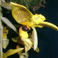 Stanhopea inodora green with dark eye spot orchid
