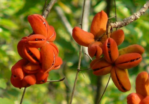 Sterculia villosa