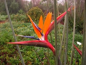 Strelitzia juncea- Crane Flower