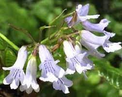 Streptocarpus Fanniniae