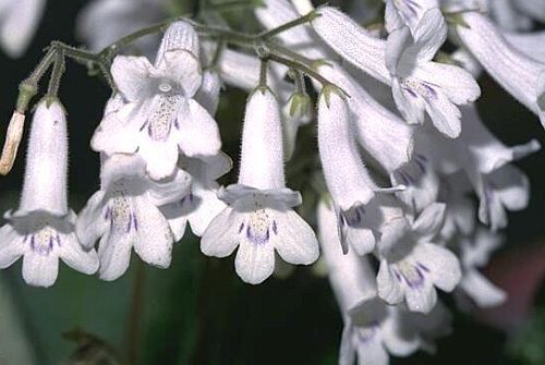 Streptocarpus Candidus