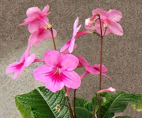 Streptocarpus Daviesii