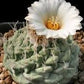 Strombocactus disciformis cactus