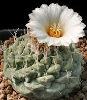 Strombocactus disciformis cactus