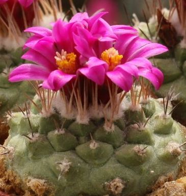 Strombocactus pulcherrimus cactus