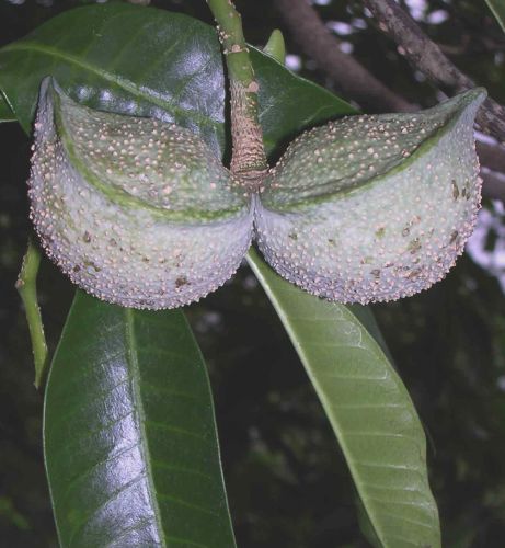 Tabernaemontana elegans-Toad tree