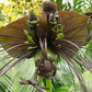 Tacca Chantrieri Green Isle green bat flower