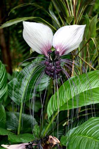 Tacca nivea white bat flower