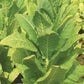 Tobacco Virginia Bright Leaf