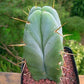 Trichocereus bridgesii bolivian torch cactus