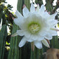 Trichocereus pachanoi San-Pedro cactus