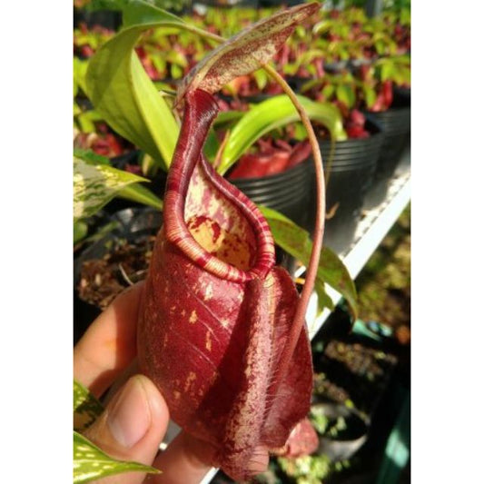 Nepenthes Viking x Raff