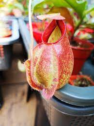 Nepenthes Viking x Rafflesiana x Viking x Ampullaria