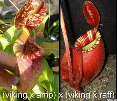 Nepenthes Viking x Rafflesiana x Viking x Ampullaria