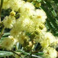 Acacia mearnsii blackwood