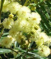 Acacia mearnsii blackwood